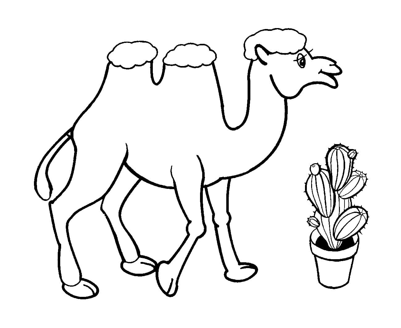 Верблюд и кактус