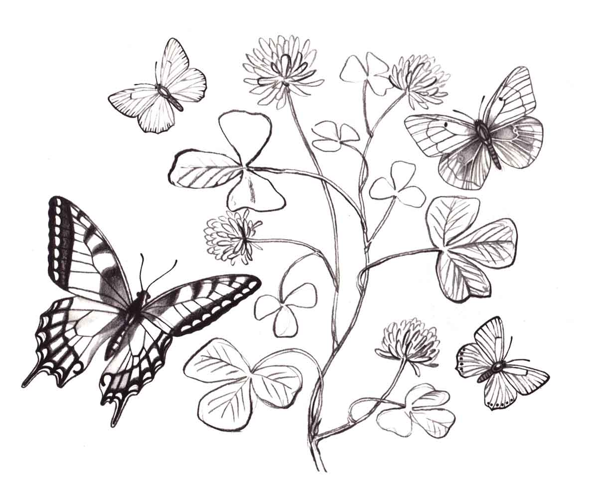 Бабочки на кусте
