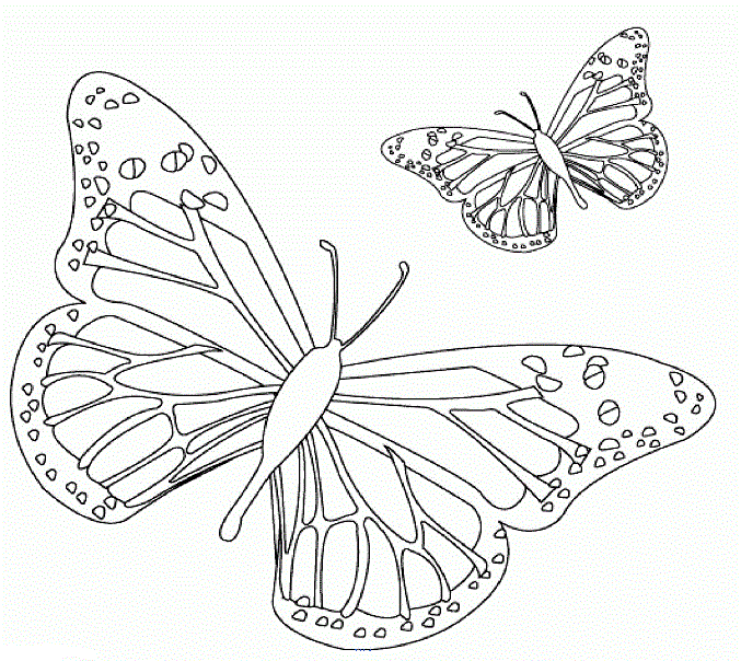 Бабочки с мелкими точками