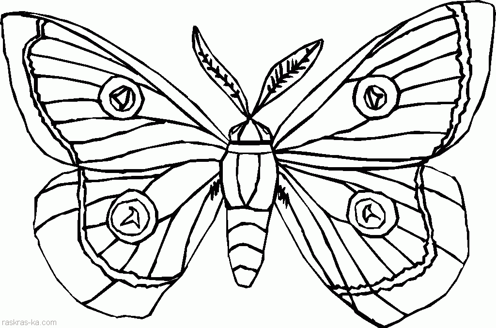 Большая бабочка с усами