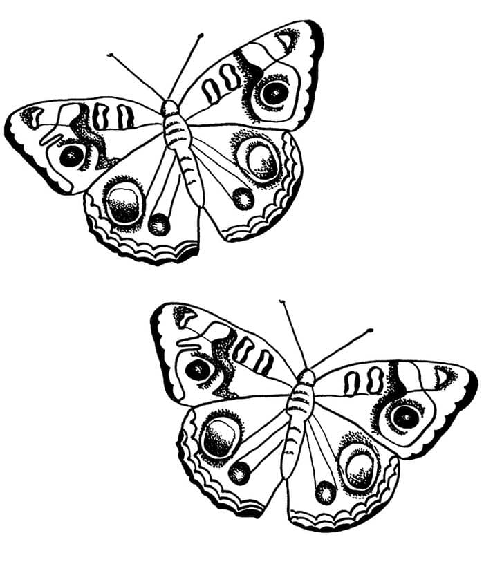 Две бабочки раскраска