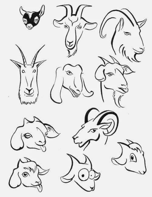 Мордочки козы