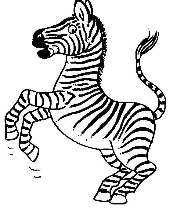 Зебра на задних лапах