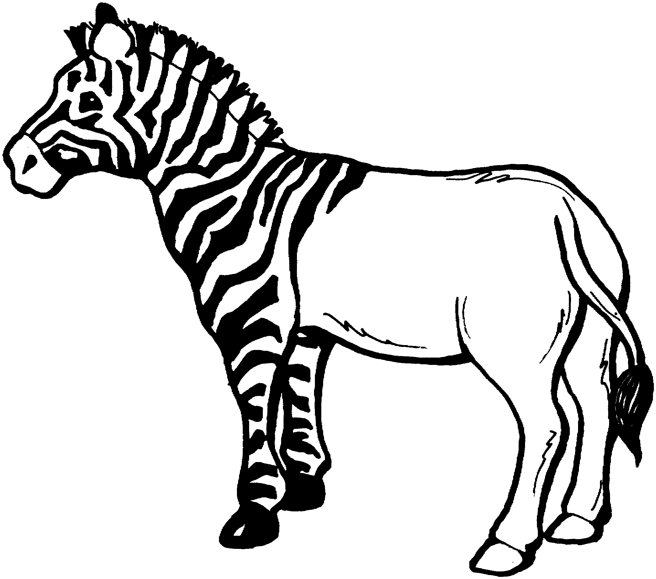 Зебра наполовину