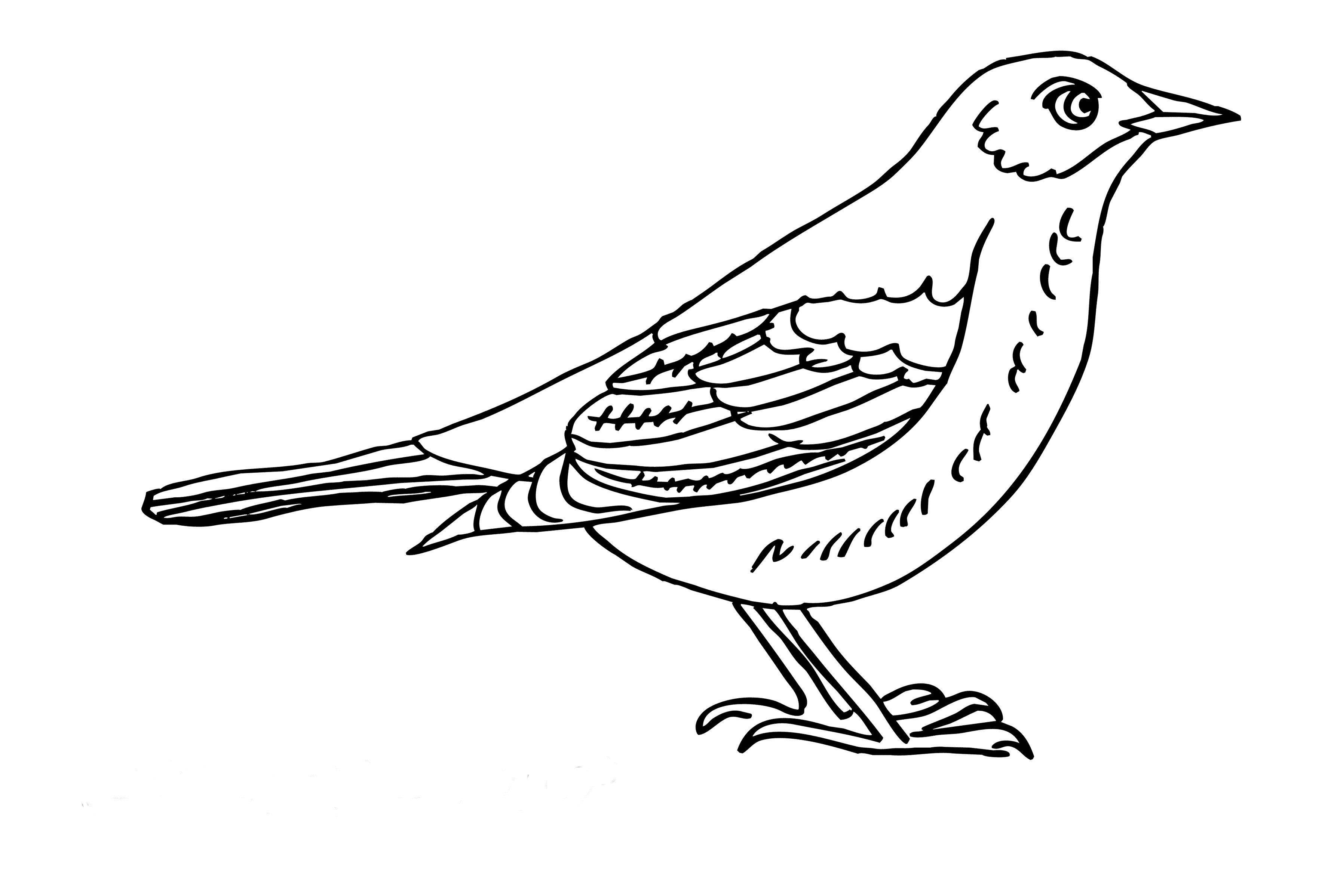 Раскраска птичка
