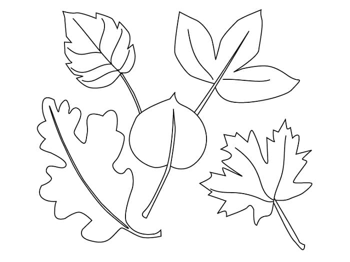 Осенний гербарий