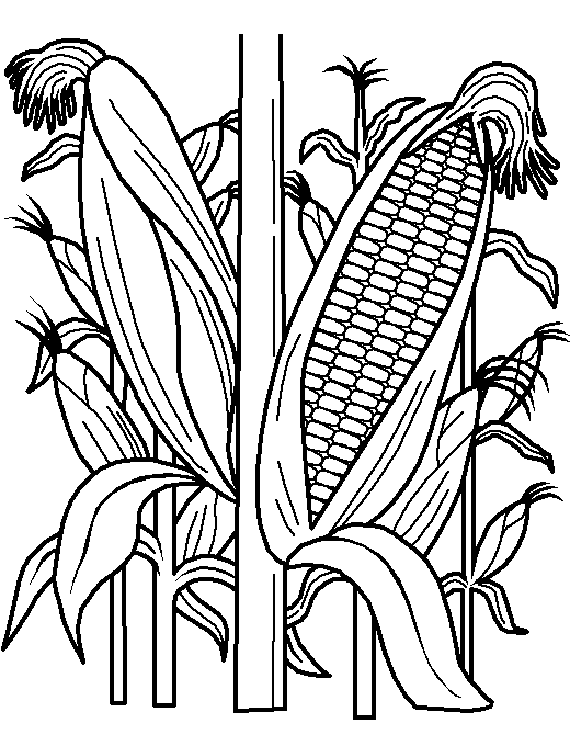Стебель и кукуруза