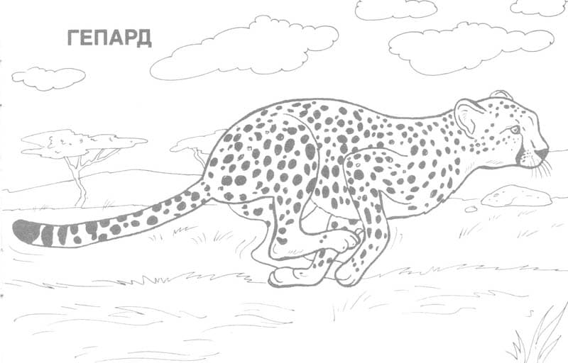 Быстрый гепард