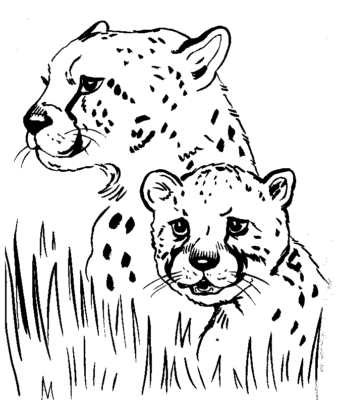 Гепарды в засаде