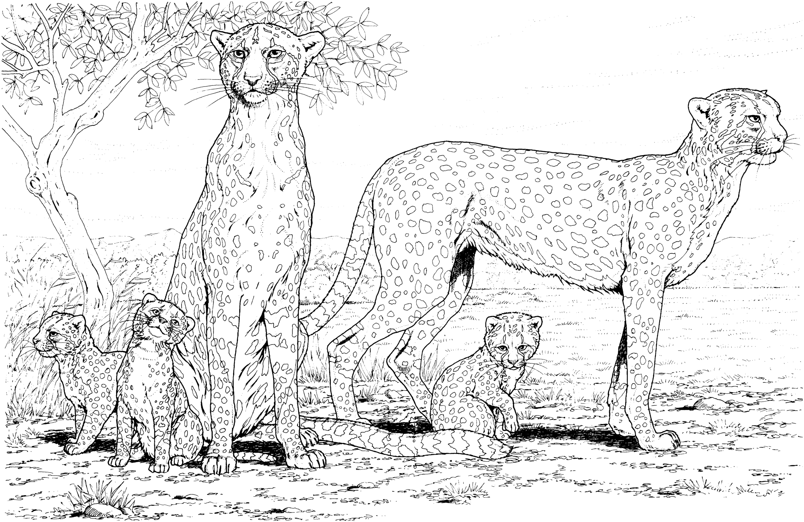 Раскраска для детей гепард