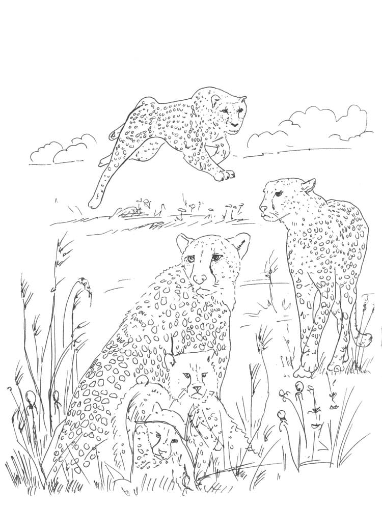 Животные гепарды
