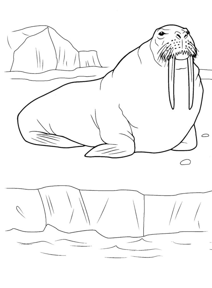 Большой морж на льдине