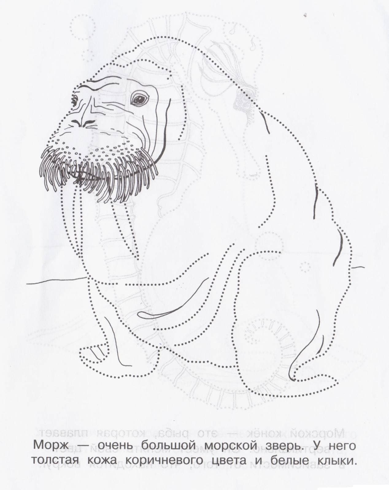 Детская раскраска морж