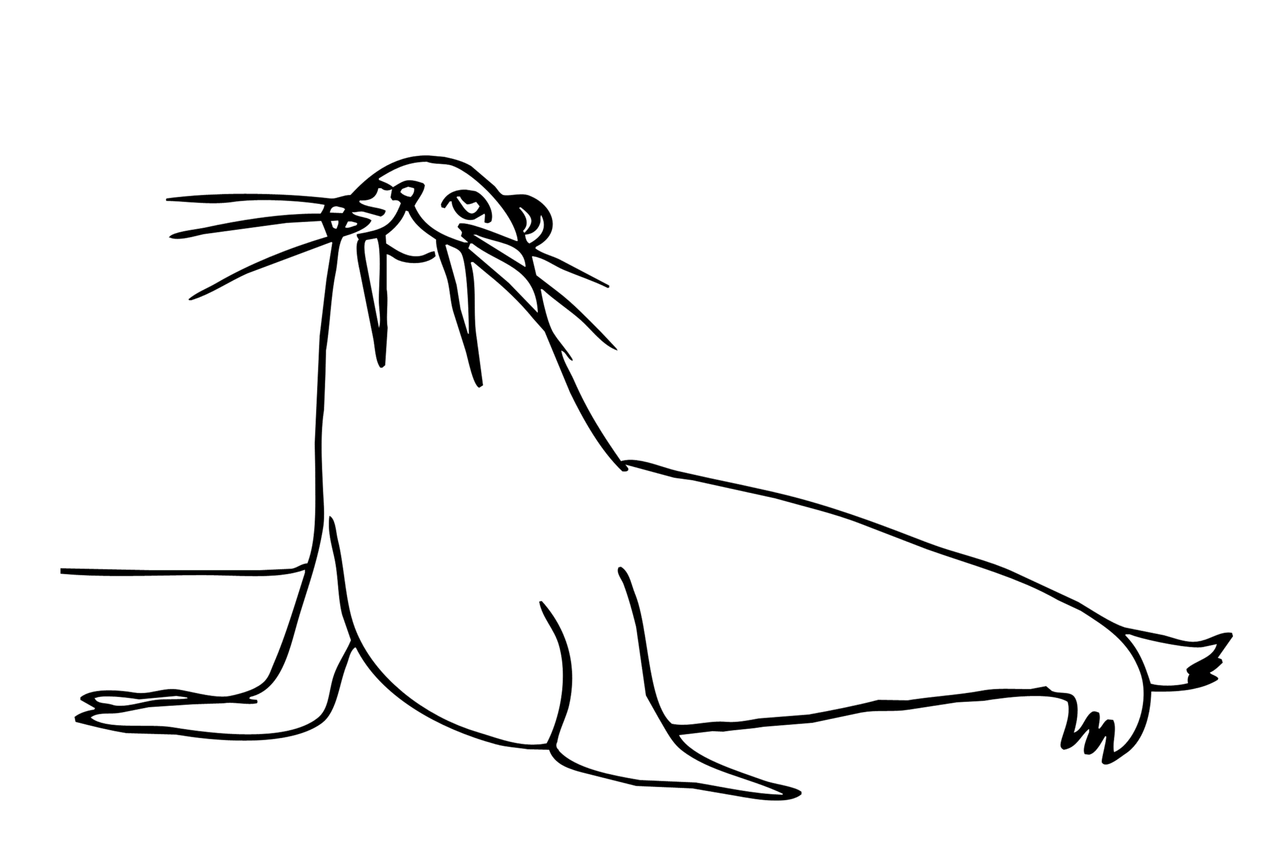 Мультяшный морж