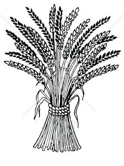 Букет пшеницы