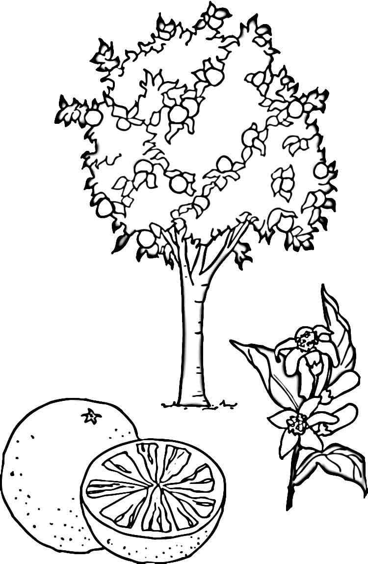 Дерево мандарин и цветок