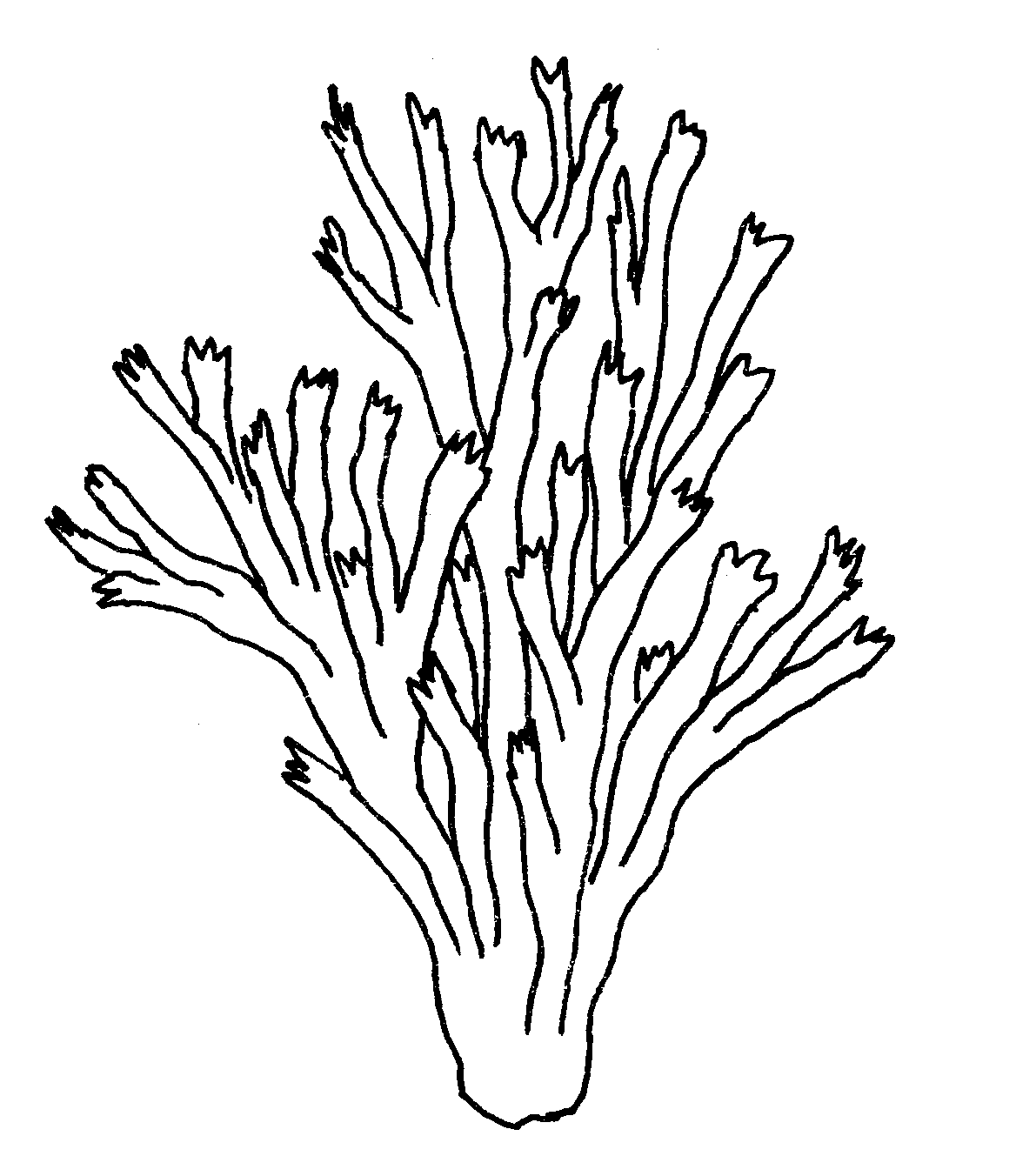 Раскраска водоросли