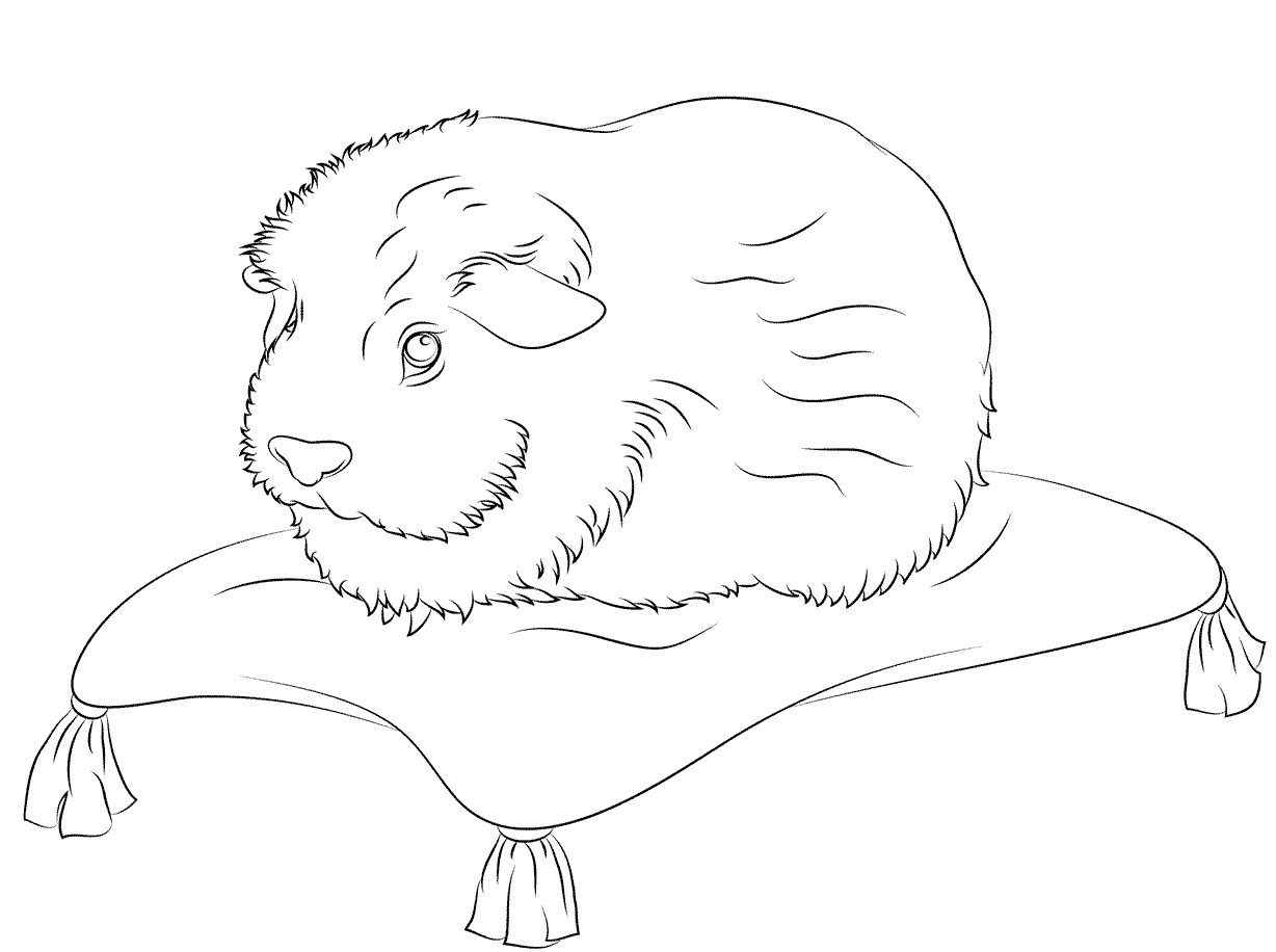 Морская свинка на подушке