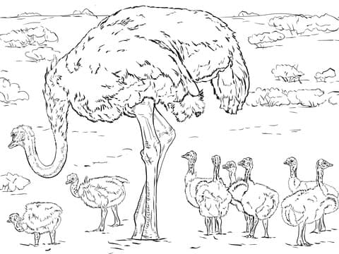 Раскраска детская страус