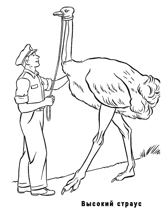 Высокий страус