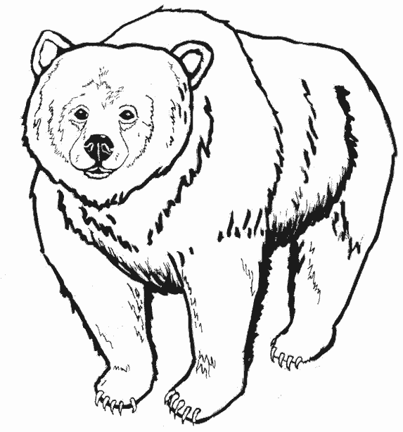 Большой медведь