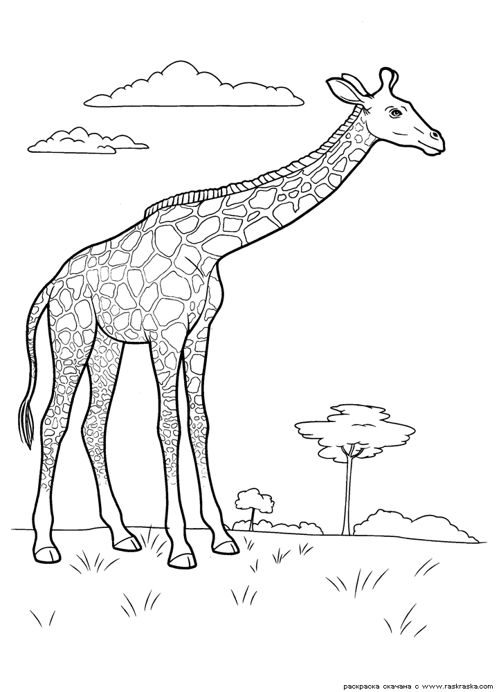Большой жираф