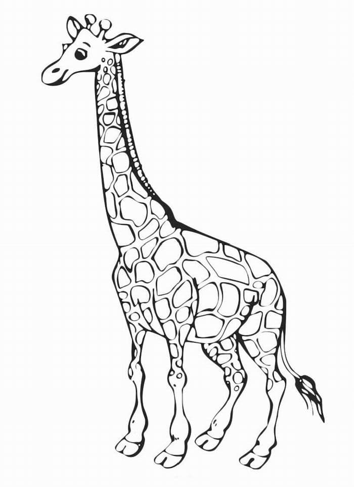 Раскраска для детей жираф