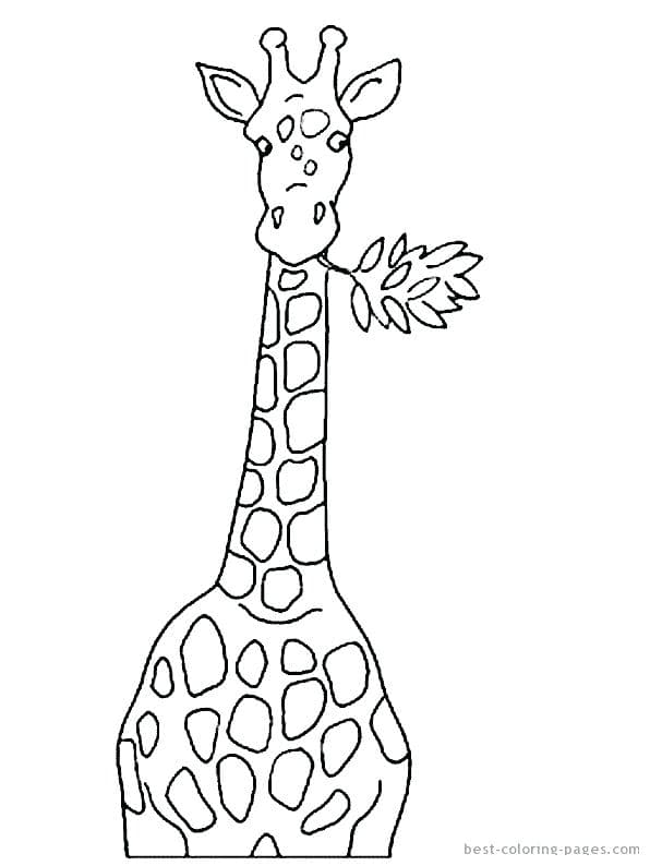 Жираф с цветочком во рту
