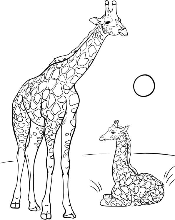 Жирафы и солнце
