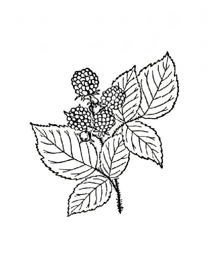 Ежевика с листьями