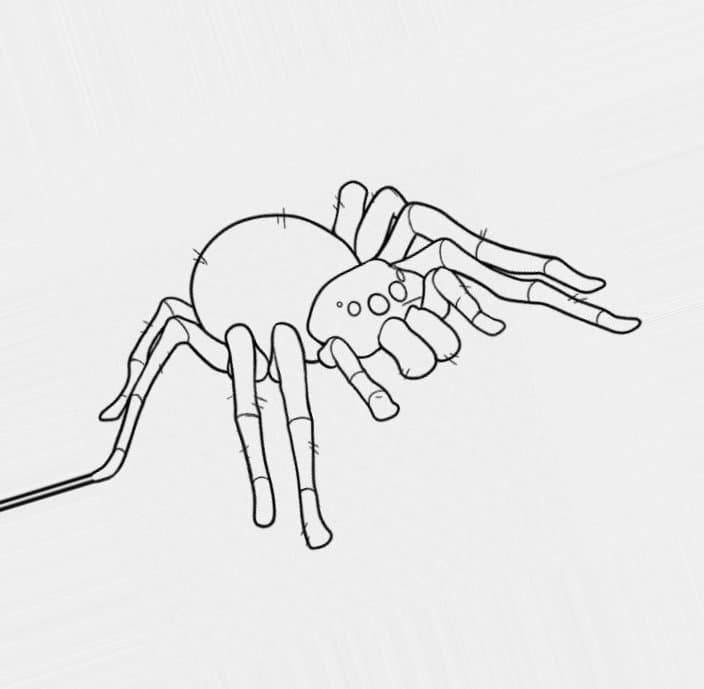 Раскраска детская паук