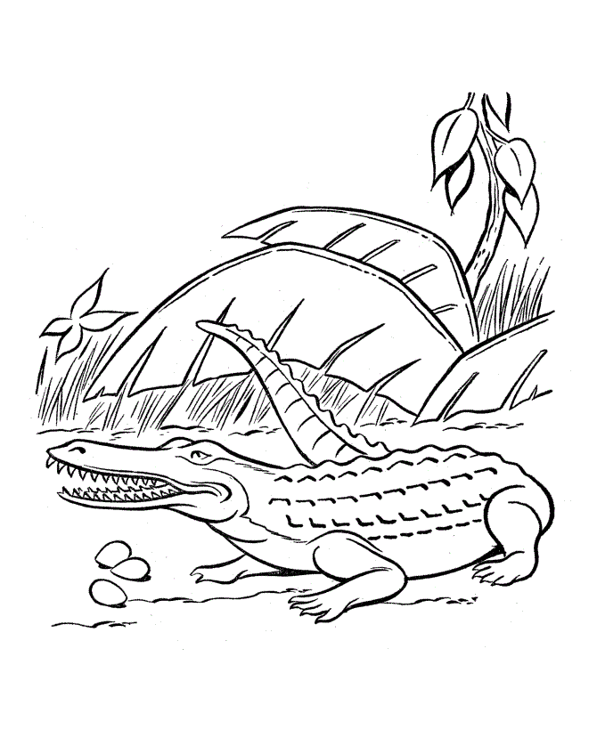 Крокодил и яйца