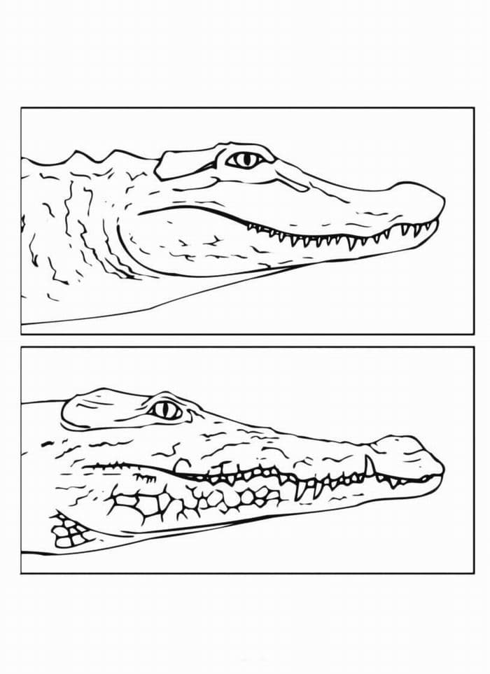 Морды крокодилов