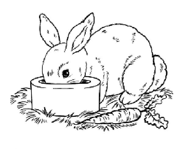 Кроль кушает из миски