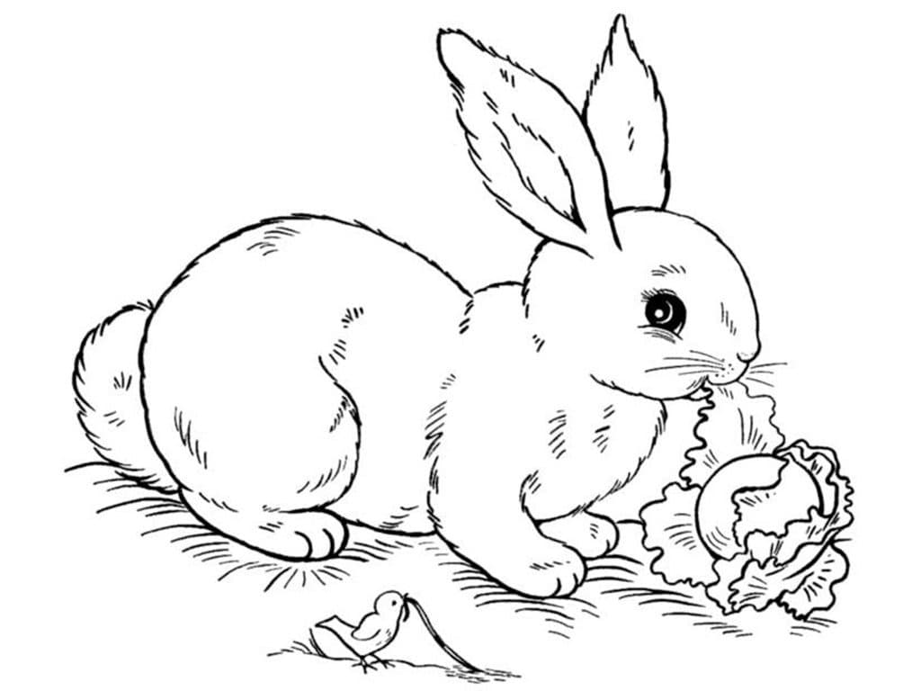 Крольчиха ест капусту