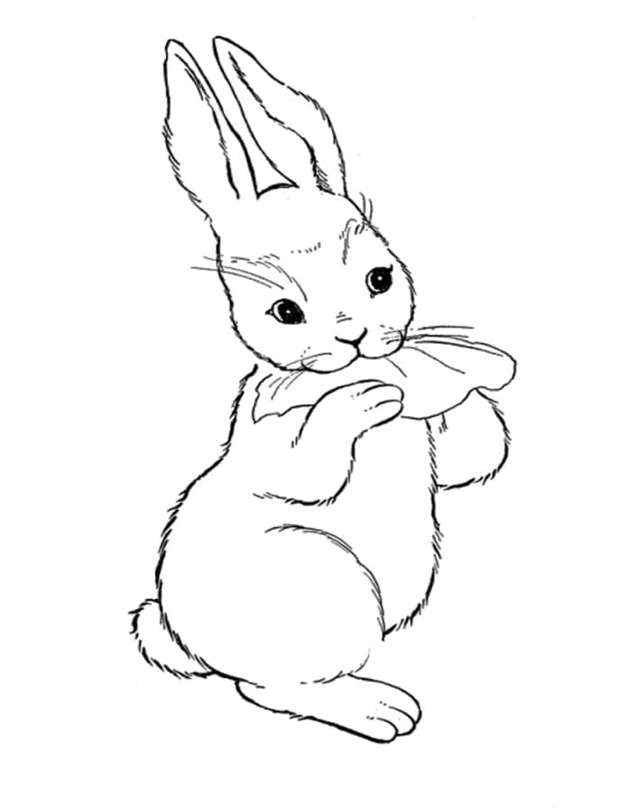 Кролик кушает лапами