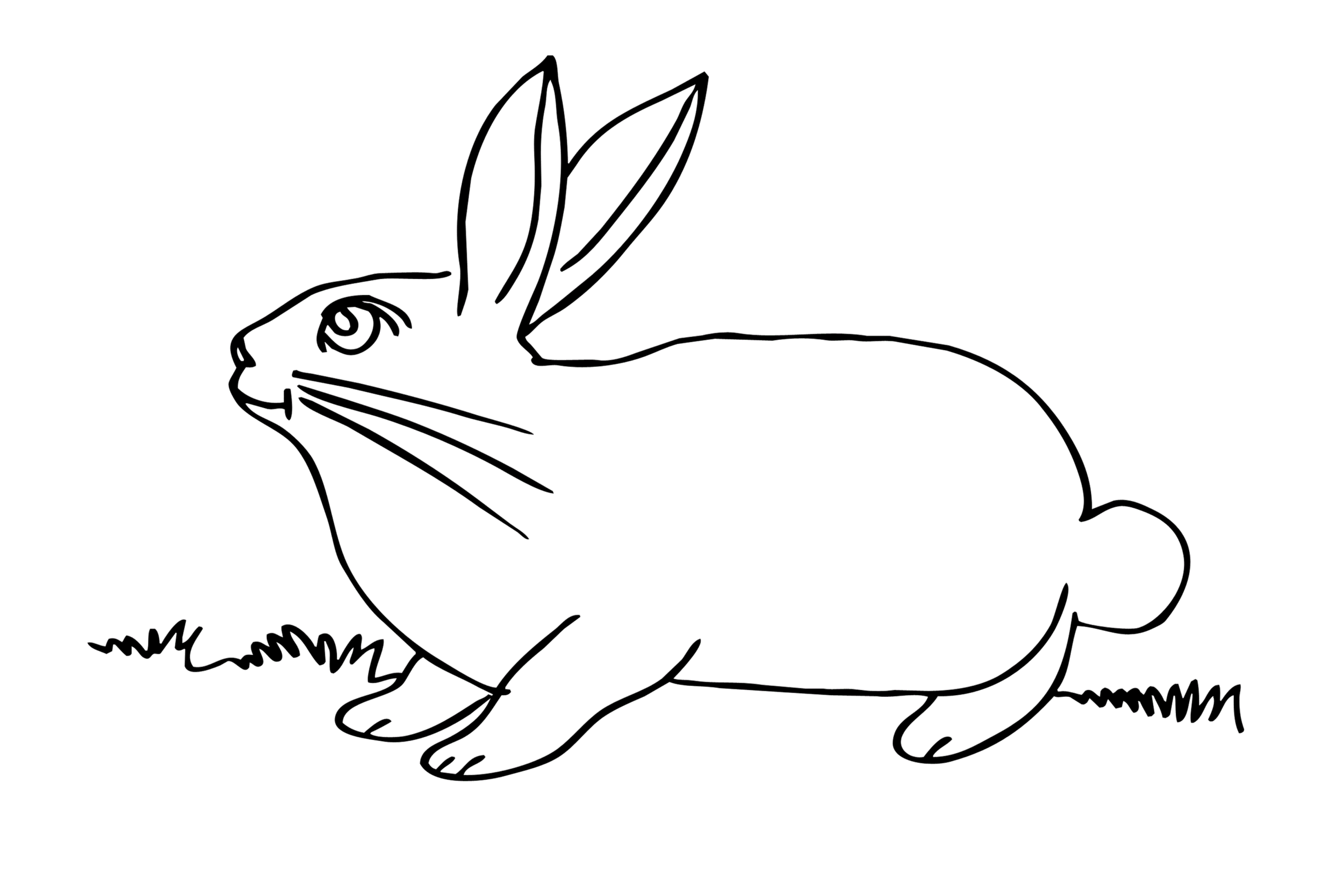 Толстый кролик раскраска