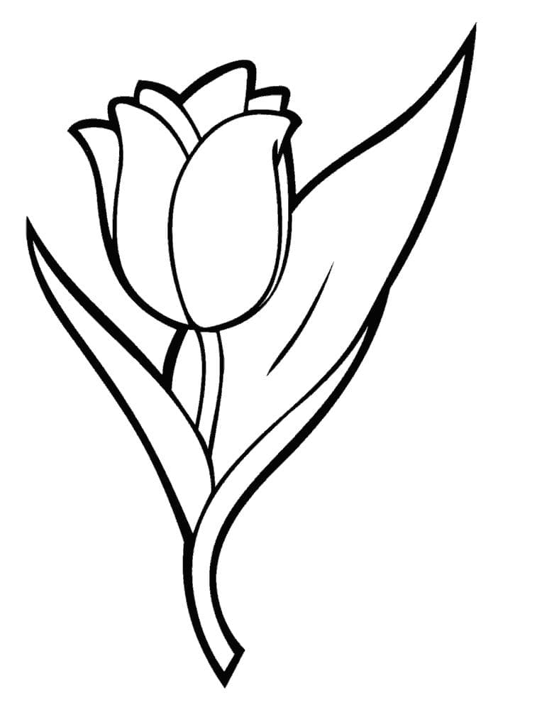 Один тюльпан