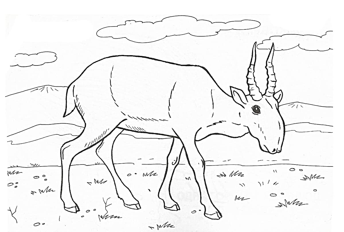 Раскраска для детей антилопа
