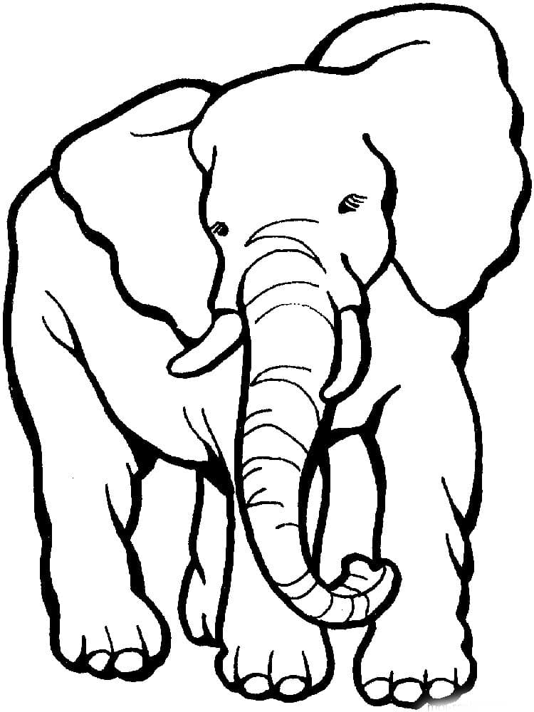 Большой слон детская раскраска