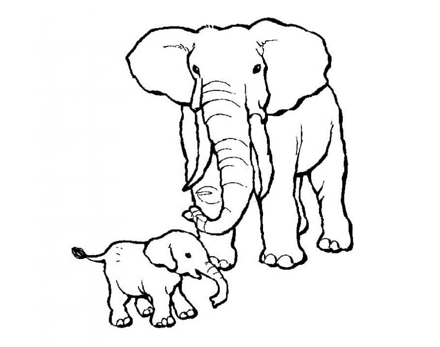 Слоненок и слониха