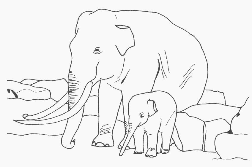 Слониха и слоненок раскраска