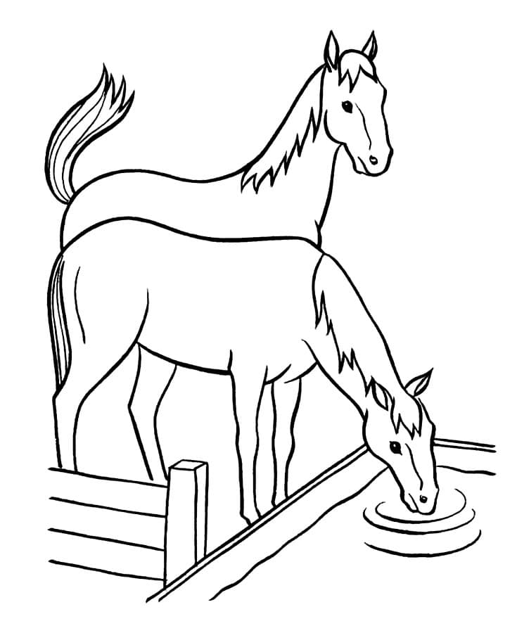 Лошади пьют воду