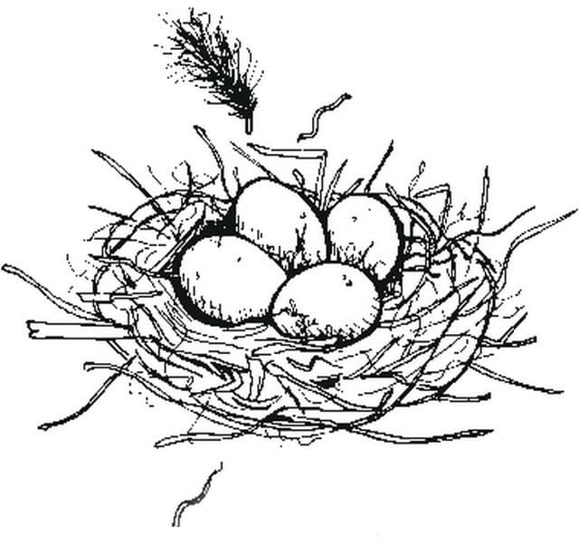 Яйца в гнезде раскраска