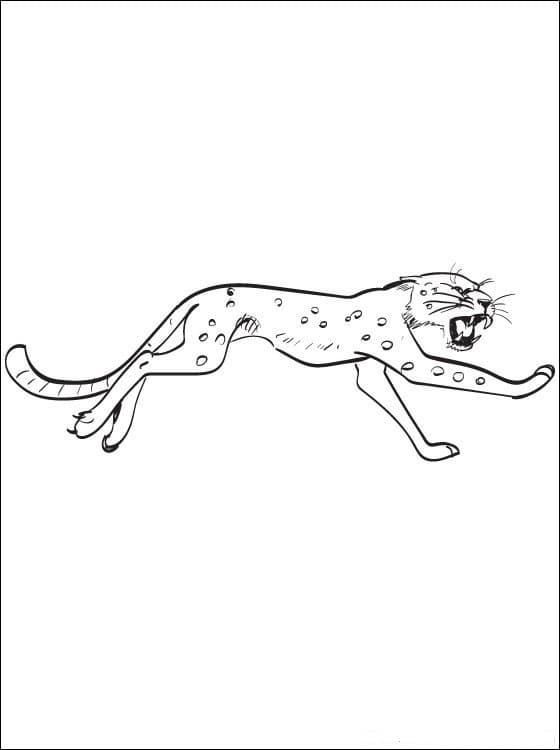 Леопард бежит