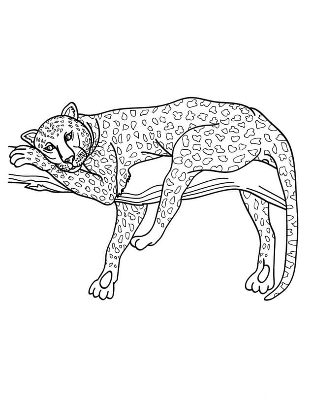 Леопард лежит на ветке