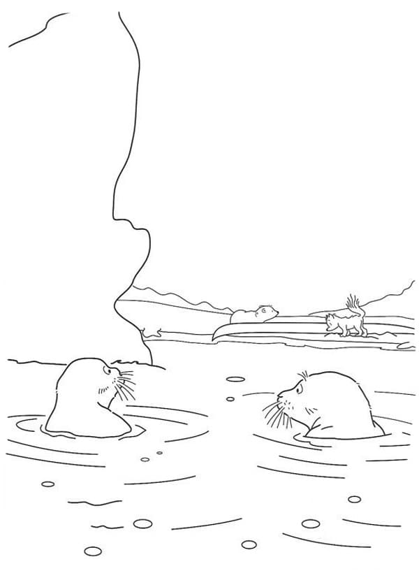 Тюлени в воде