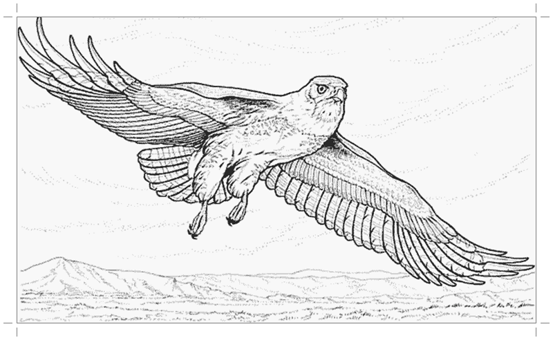 Картинка орел