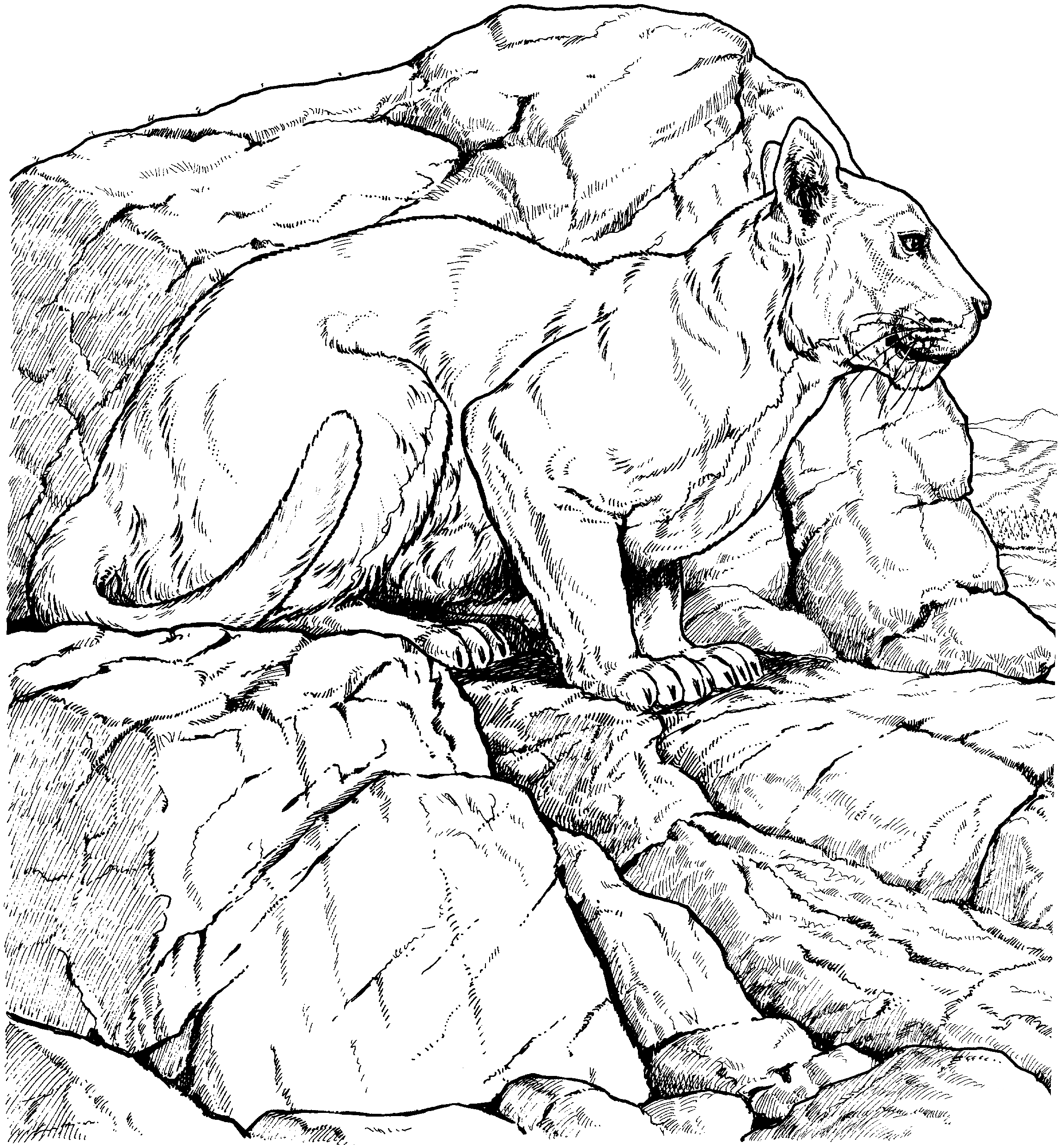 Львица на охоте