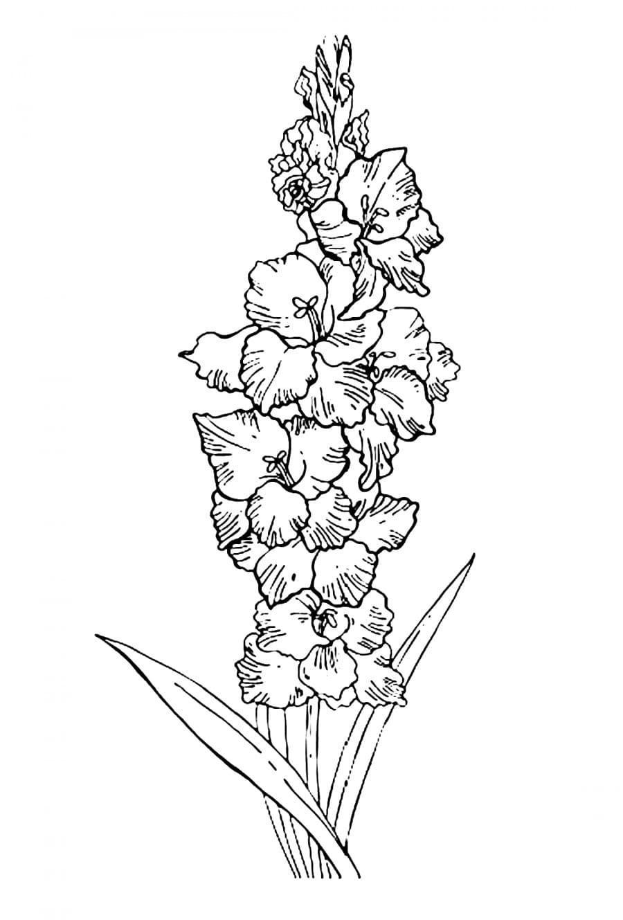 Цветок гладиолус